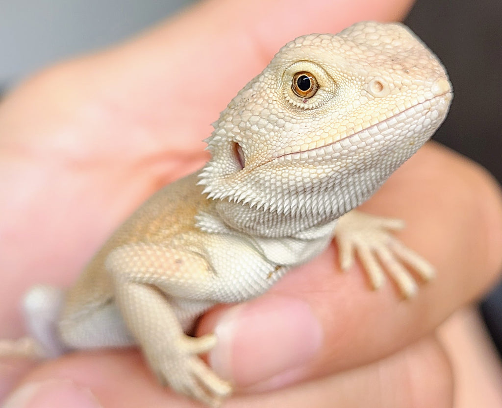 Bearded Dragon Care Sheet