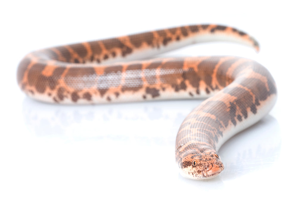 Sand Boa Care Sheet