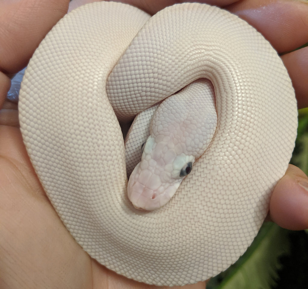 Ball Python Care Sheet