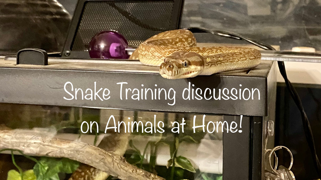 How to Train Your Snake | Lori Torrini, CPDT-KA, A.A.S. - The Animals at Home Podcast