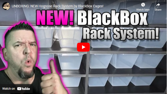 UNBOXING: NEW Hognose Rack System by BlackBox Cages!