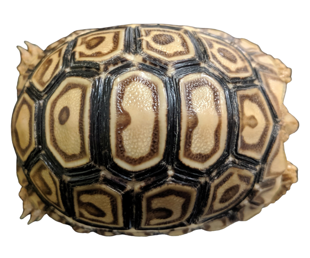 Leopard Tortoise Care Sheet