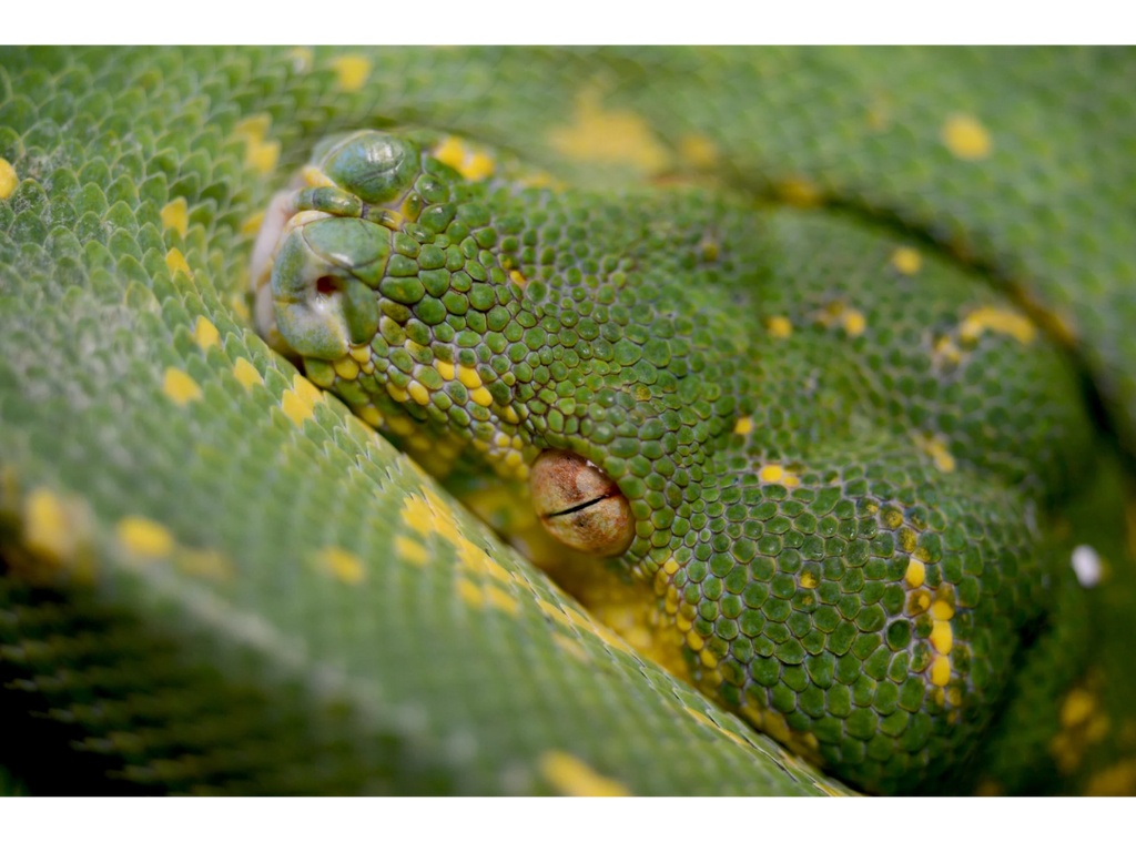 Green Tree Pythons Care Sheet