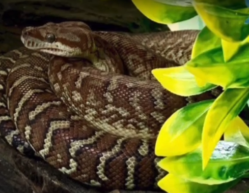 Do snakes like to stretch out?
