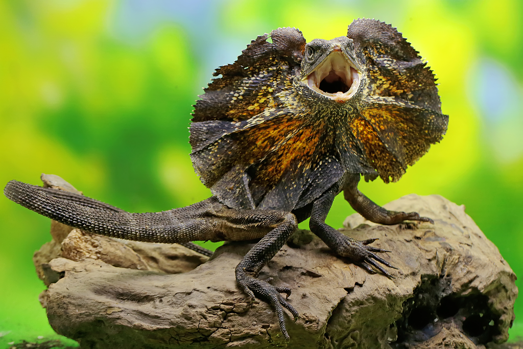 Frilled Dragon Care Sheet BlackBox Cages & Rack Systems
