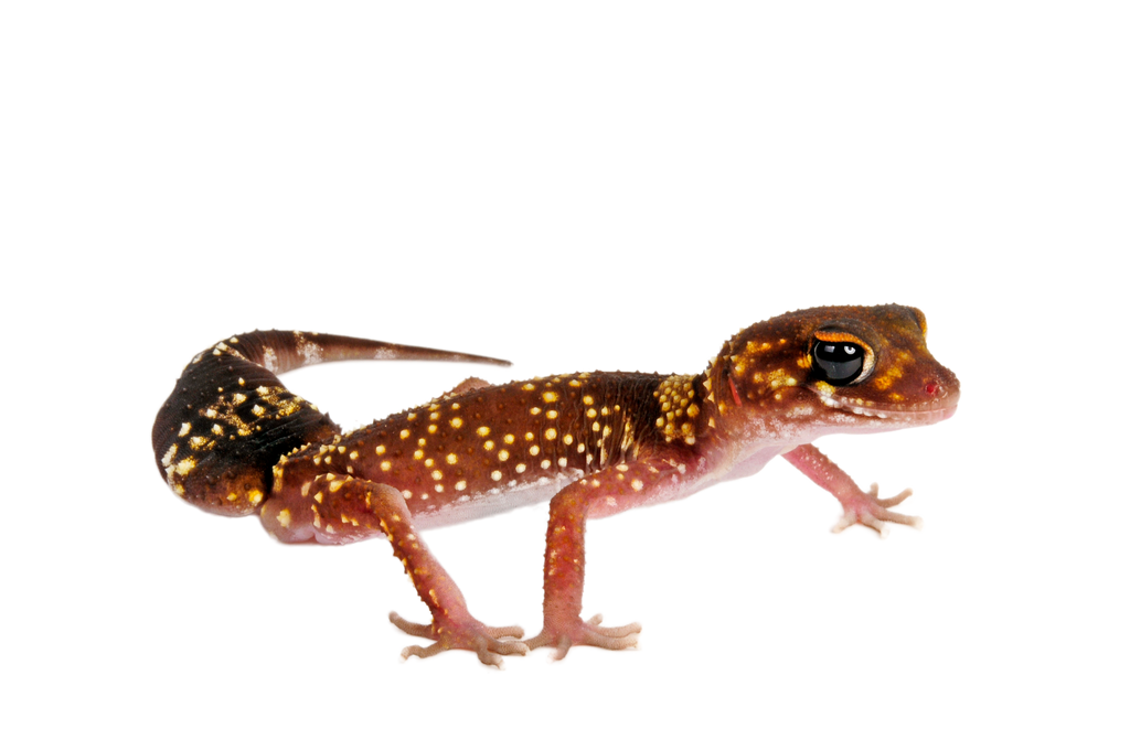 Barking Gecko Care Sheet – BlackBox Cages & Rack Systems