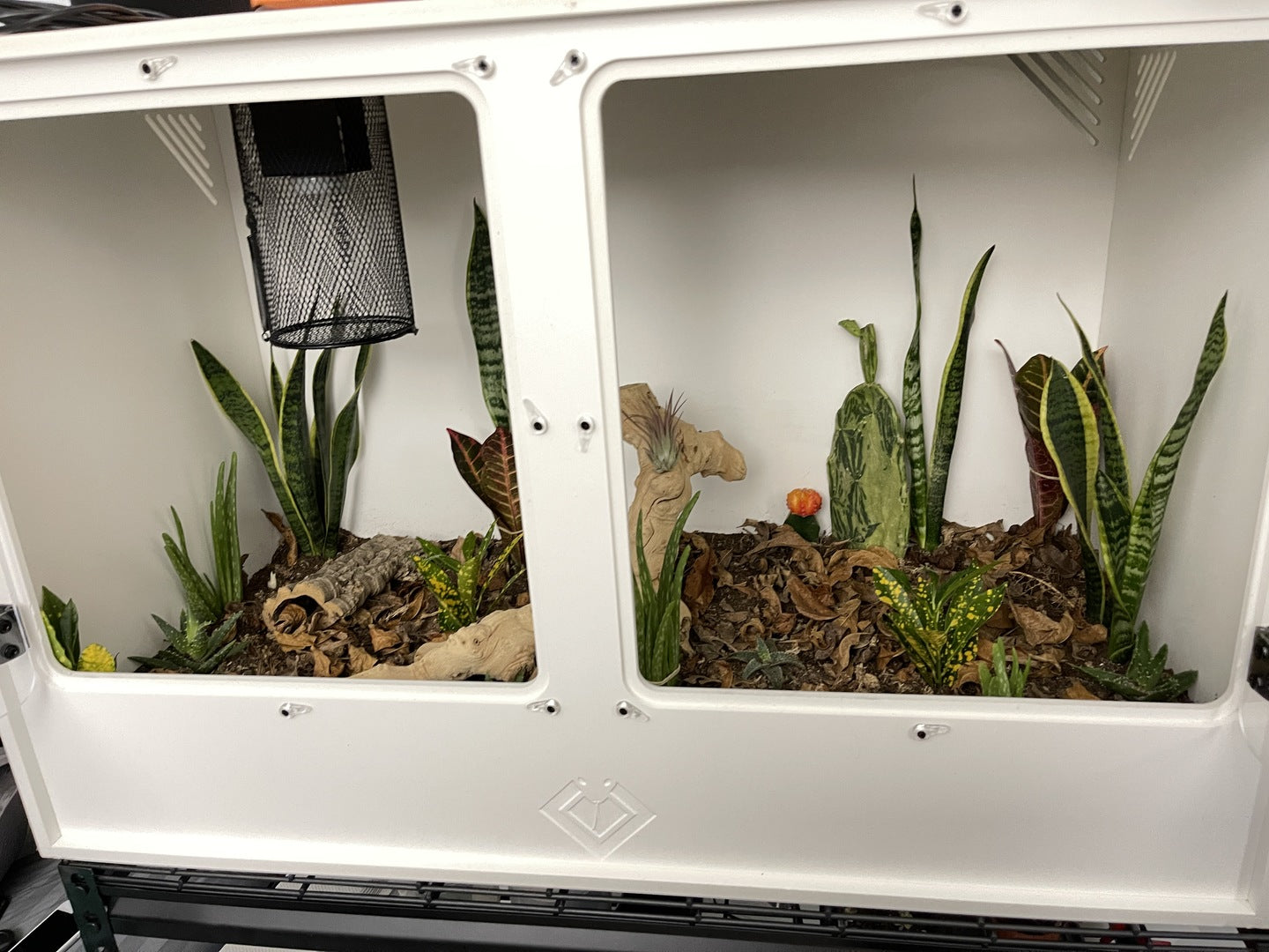 Premium Bioactive PVC Reptile Enclosure Bioactive Ready BlackBox